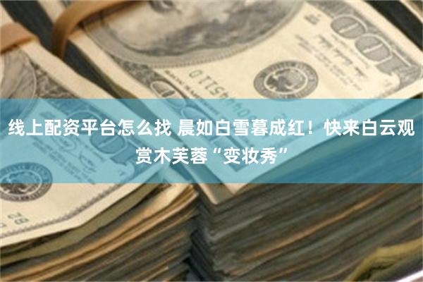 线上配资平台怎么找 晨如白雪暮成红！快来白云观赏木芙蓉“变妆秀”